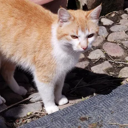 Appartement Clara Hof Doettgebuell